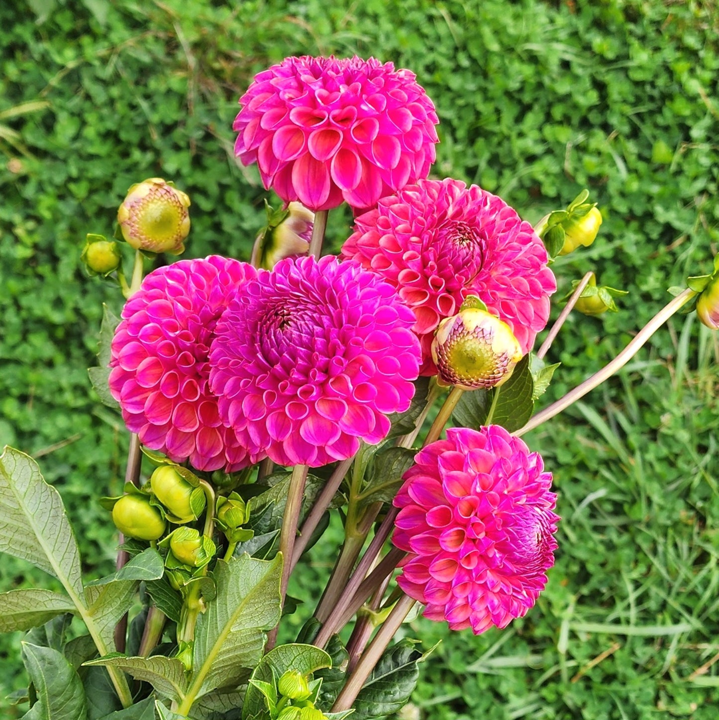 Caitlin's Joy Dahlia Tuber