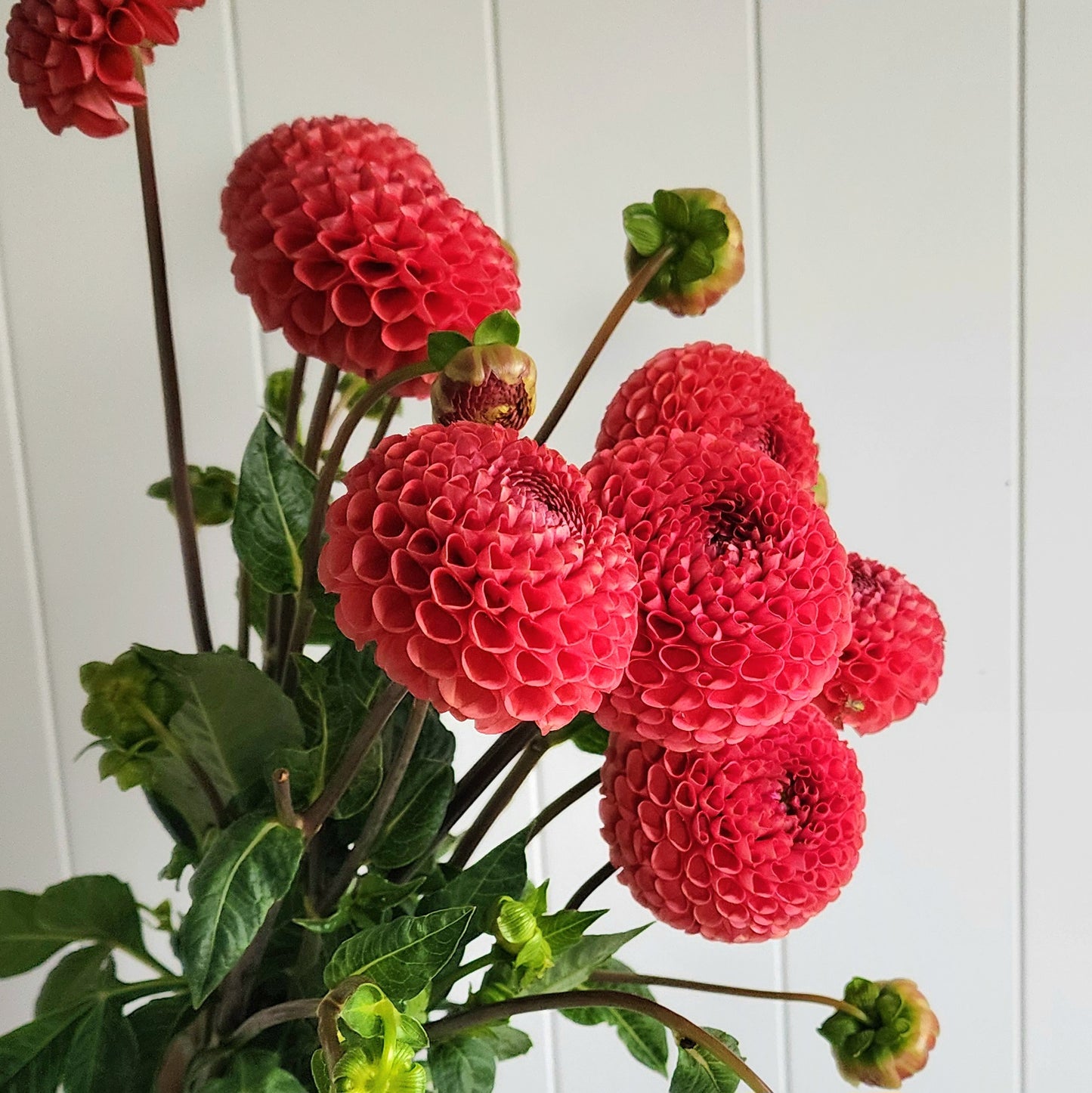 Coral/Bronze Dahlia Tuber