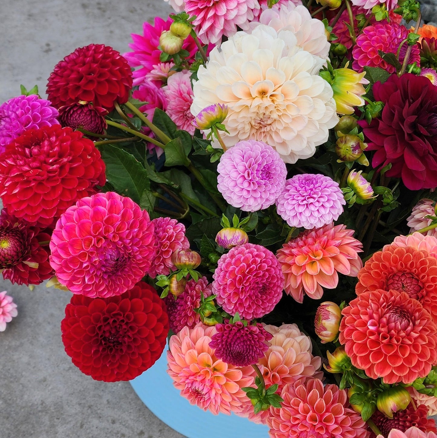 Lucky Dip Dahlia Tuber