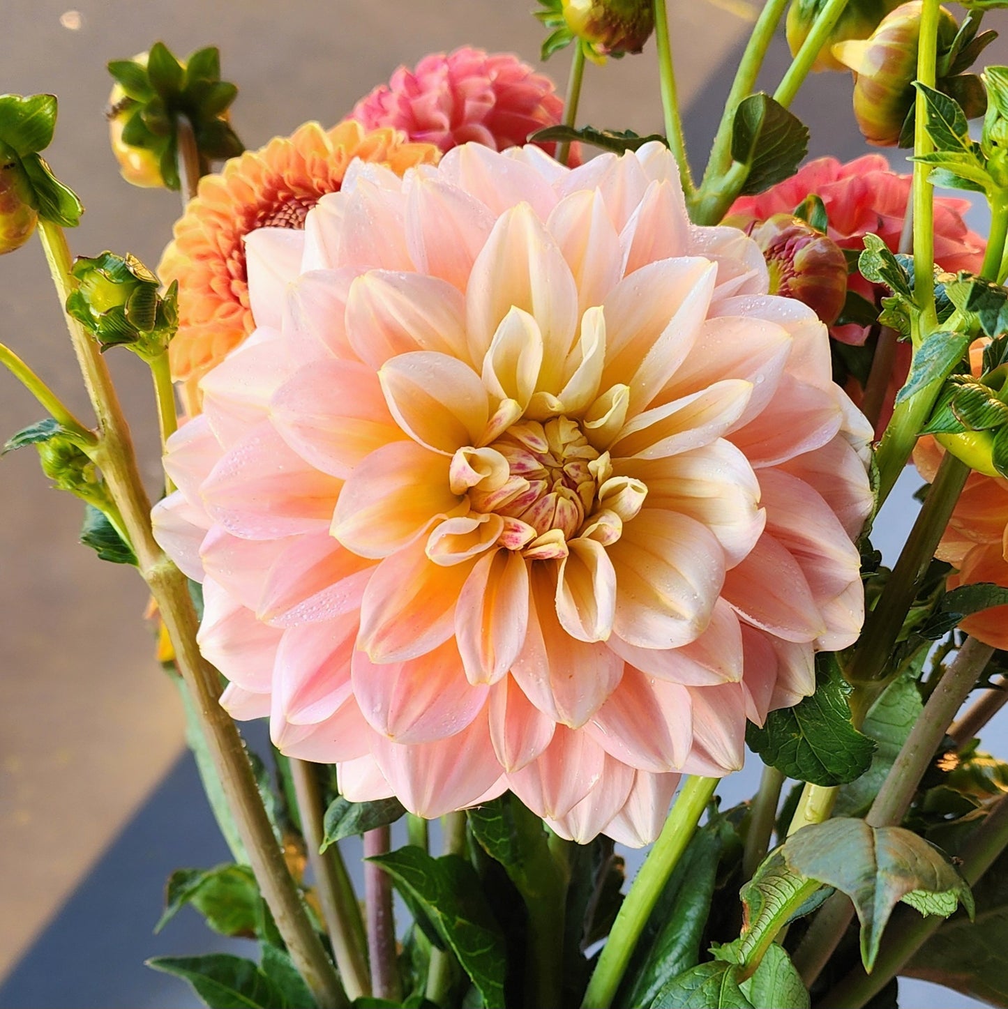 Sheer Heaven Dahlia Tuber