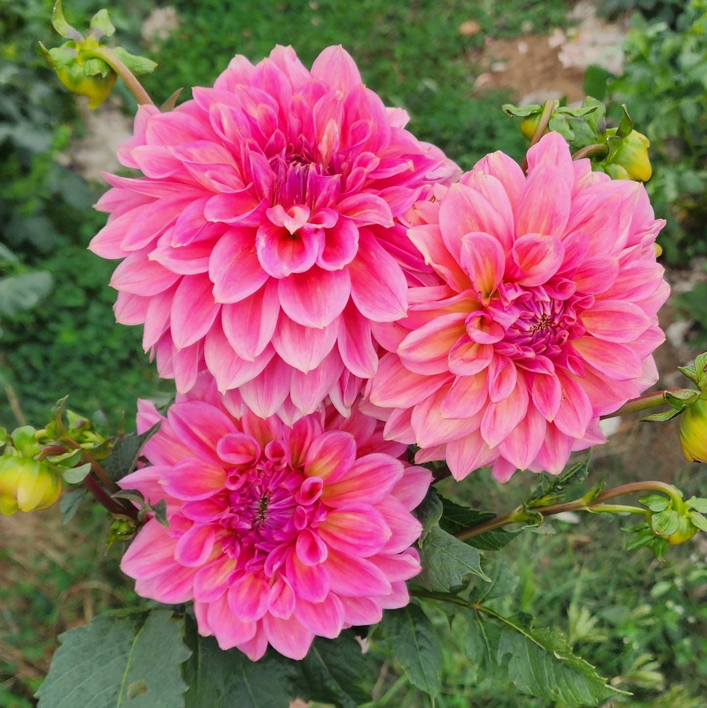 Cameo Peach Dahlia Tuber