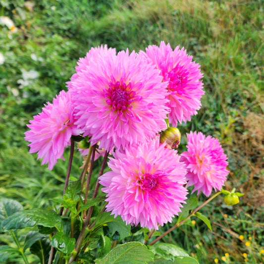 Fubuki Kogane Dahlia Tuber