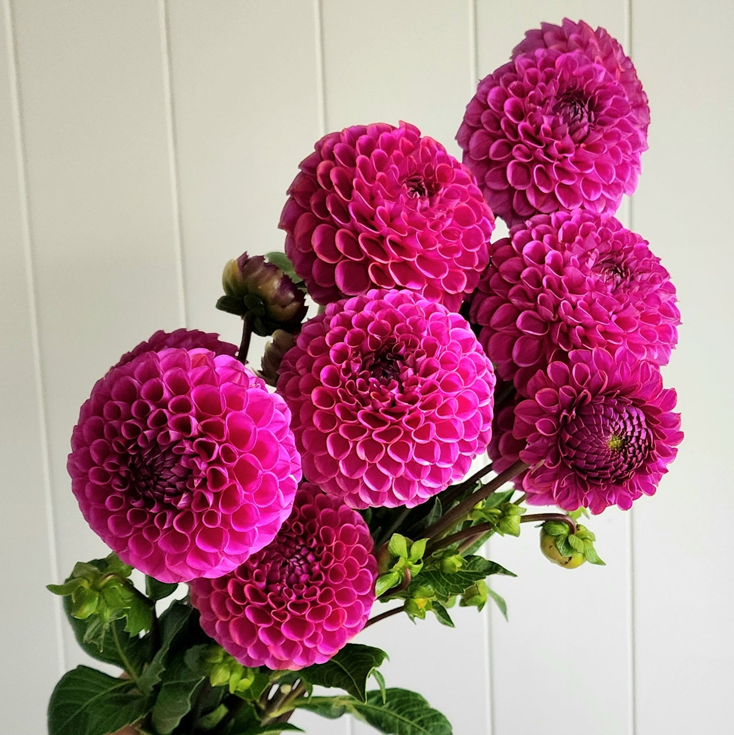 Isabel Dahlia Tuber