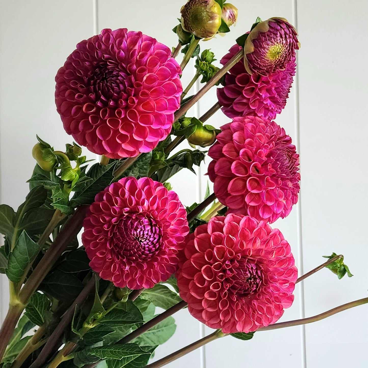 Caitlin's Joy Dahlia Tuber